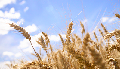 兰科博弈·RankBet(中国)有限公司官网