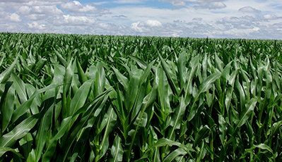 兰科博弈·RankBet(中国)有限公司官网